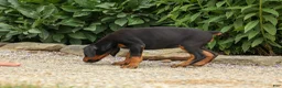 Doberman Pinscher dogs for sale: DAISY - Ad 5