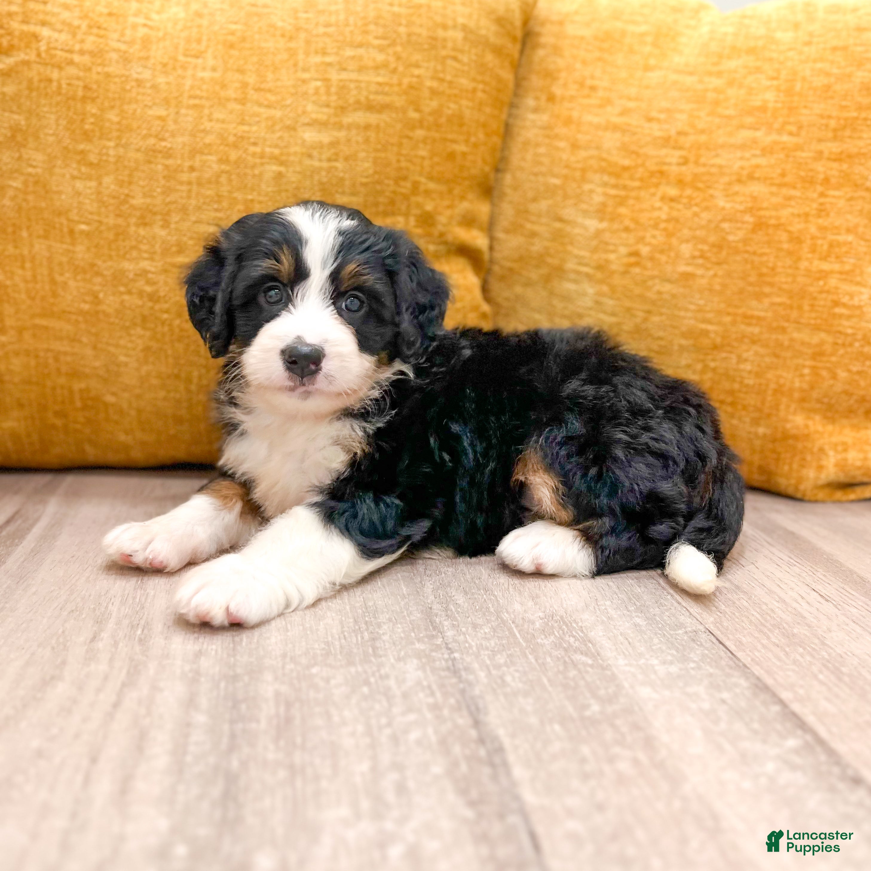 Mini Bernedoodle dogs Jewel - Ad 2