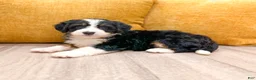 Mini Bernedoodle dogs for sale: Jewel - Ad 2