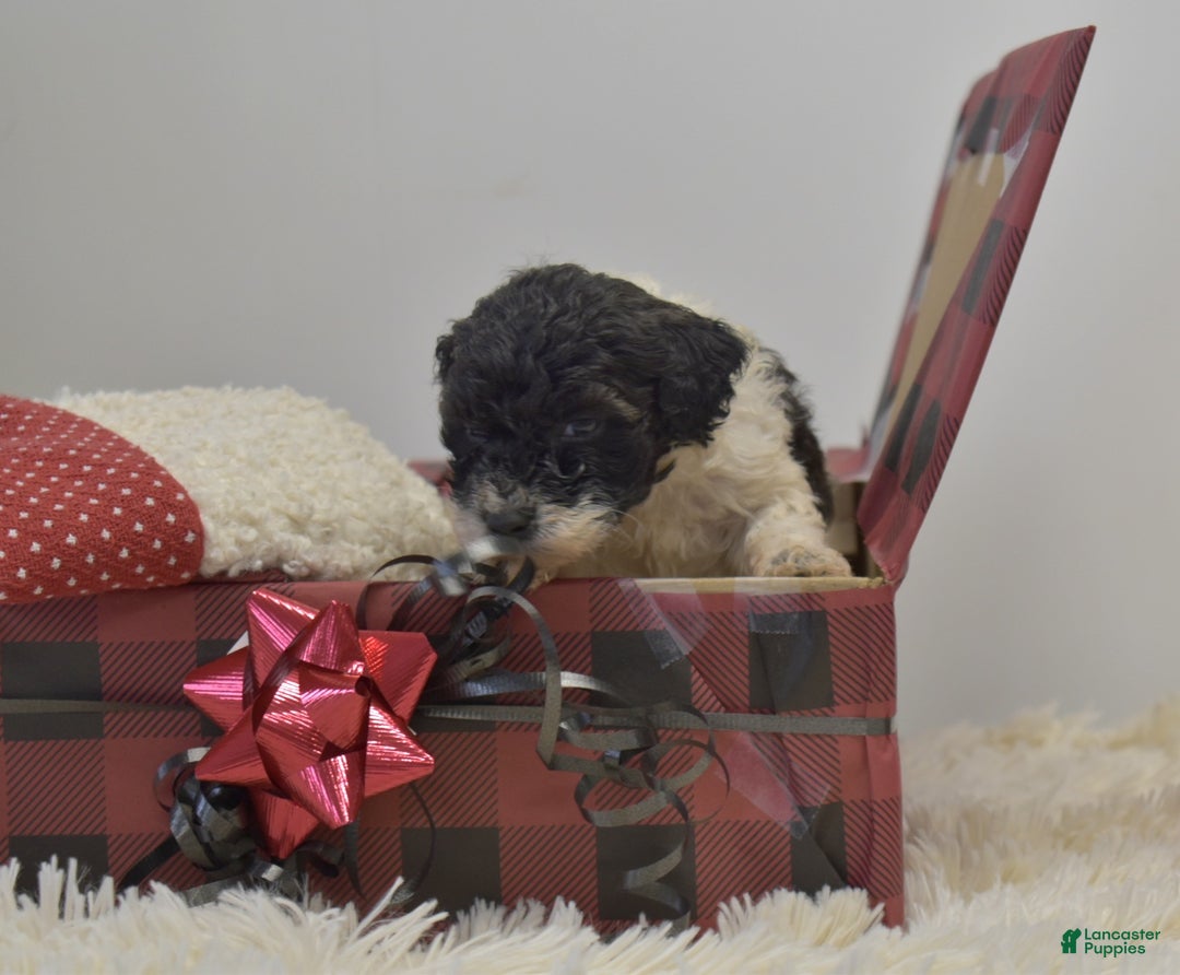 Miniature Poodle dogs for sale: Mylah - Ad 12
