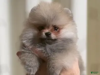 Pomeranian dogs Greg - Ad 37