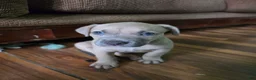 Mixed Breed dogs for sale: Mustard  - Ad 1