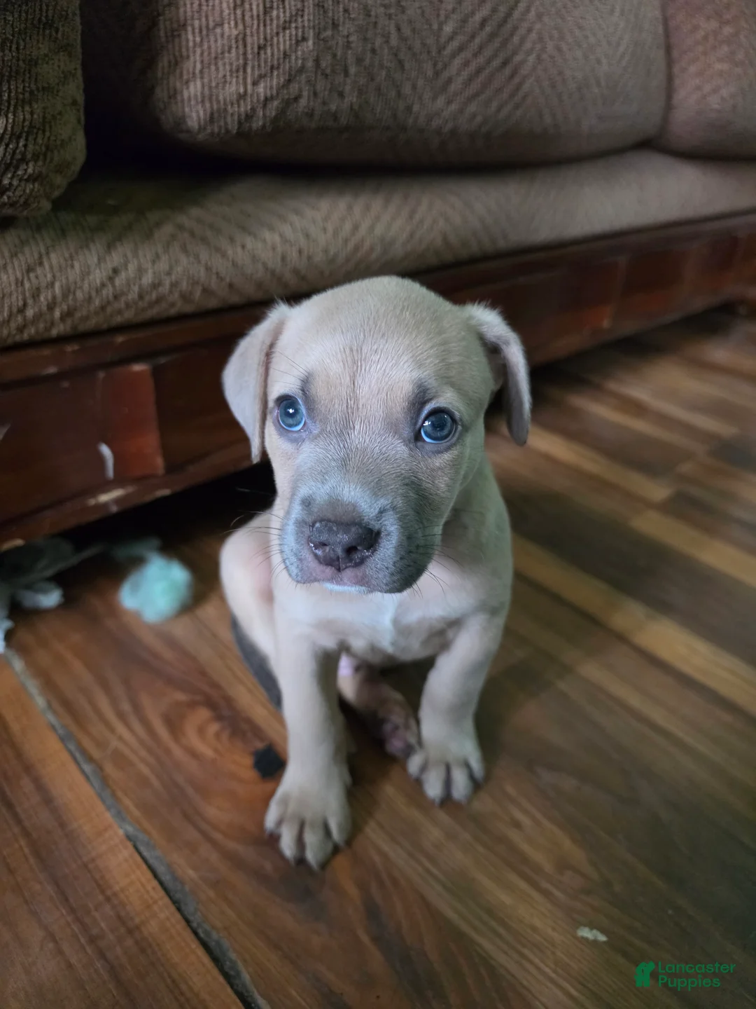 Mixed Breed dogs for sale: Mustard  - Ad 1