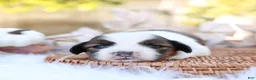 Mixed Breed dogs for sale: Layla Shiweenie - Ad 1