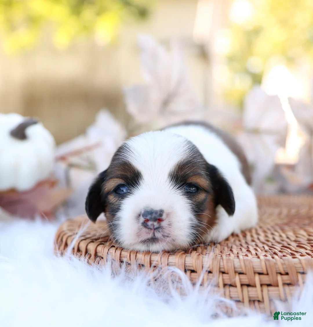 Mixed Breed dogs for sale: Layla Shiweenie - Ad 1
