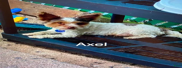 Axel