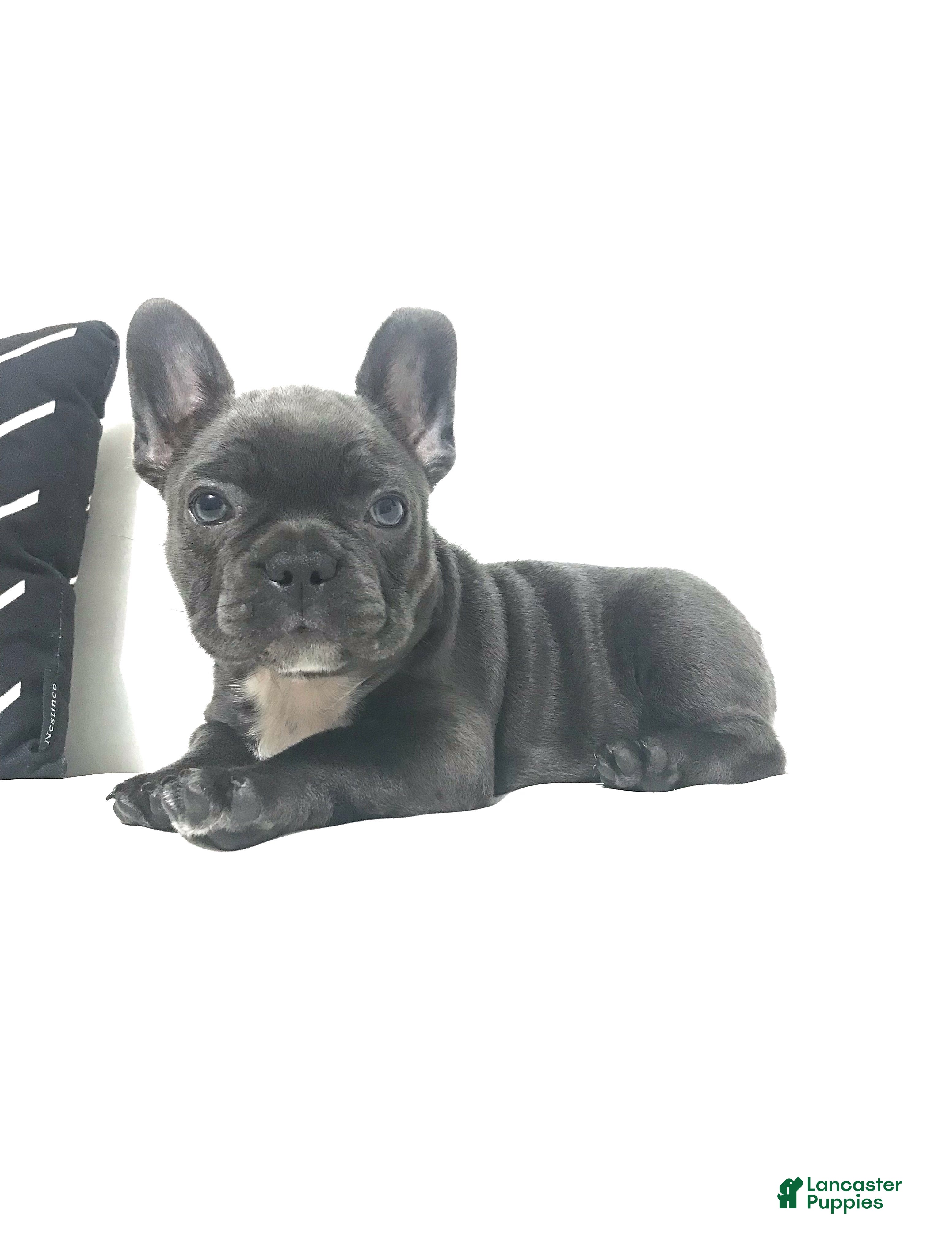 Mixed Breed dogs Bella - Ad 2