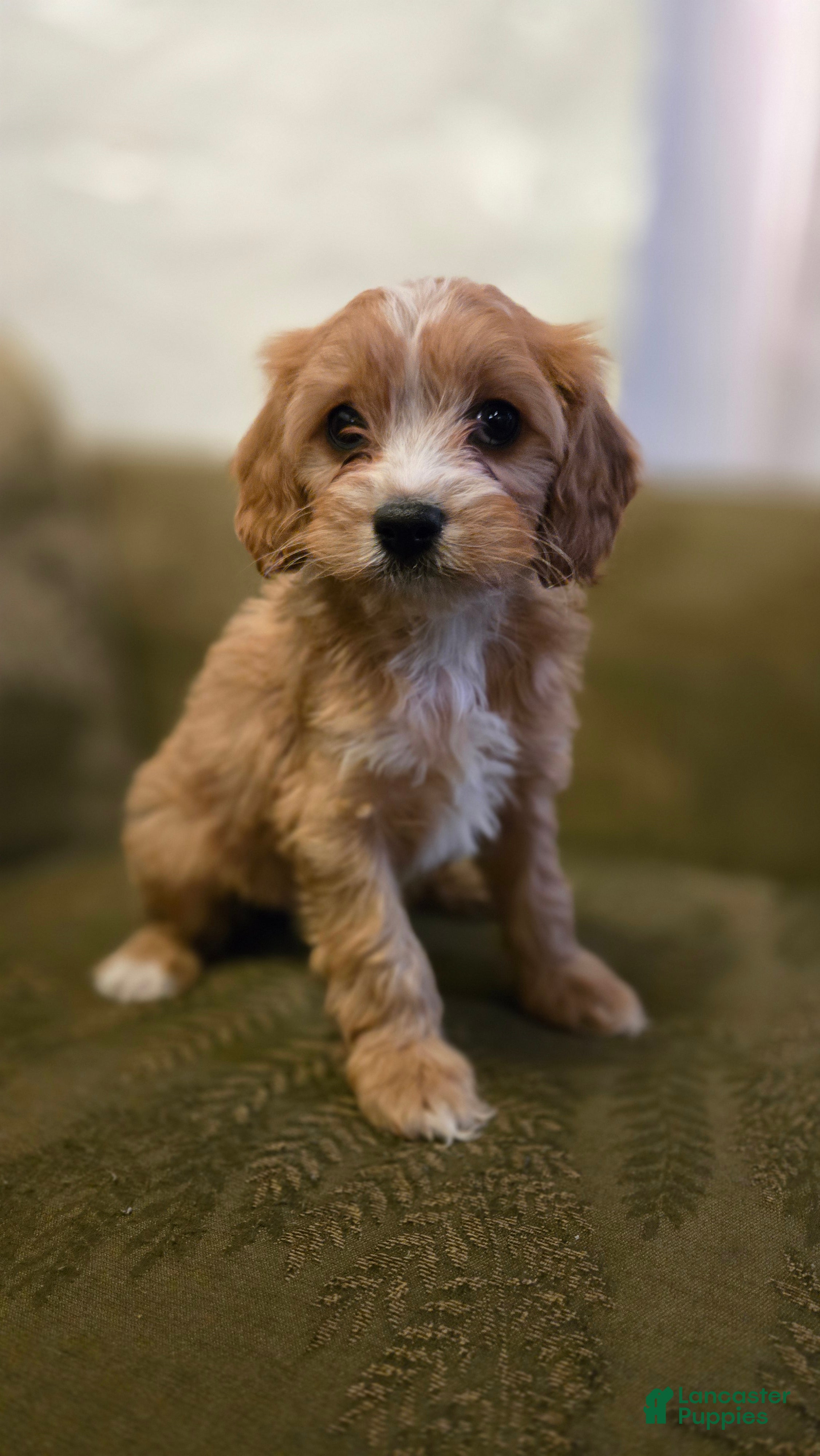 Cavapoo dogs Willow - Ad 2