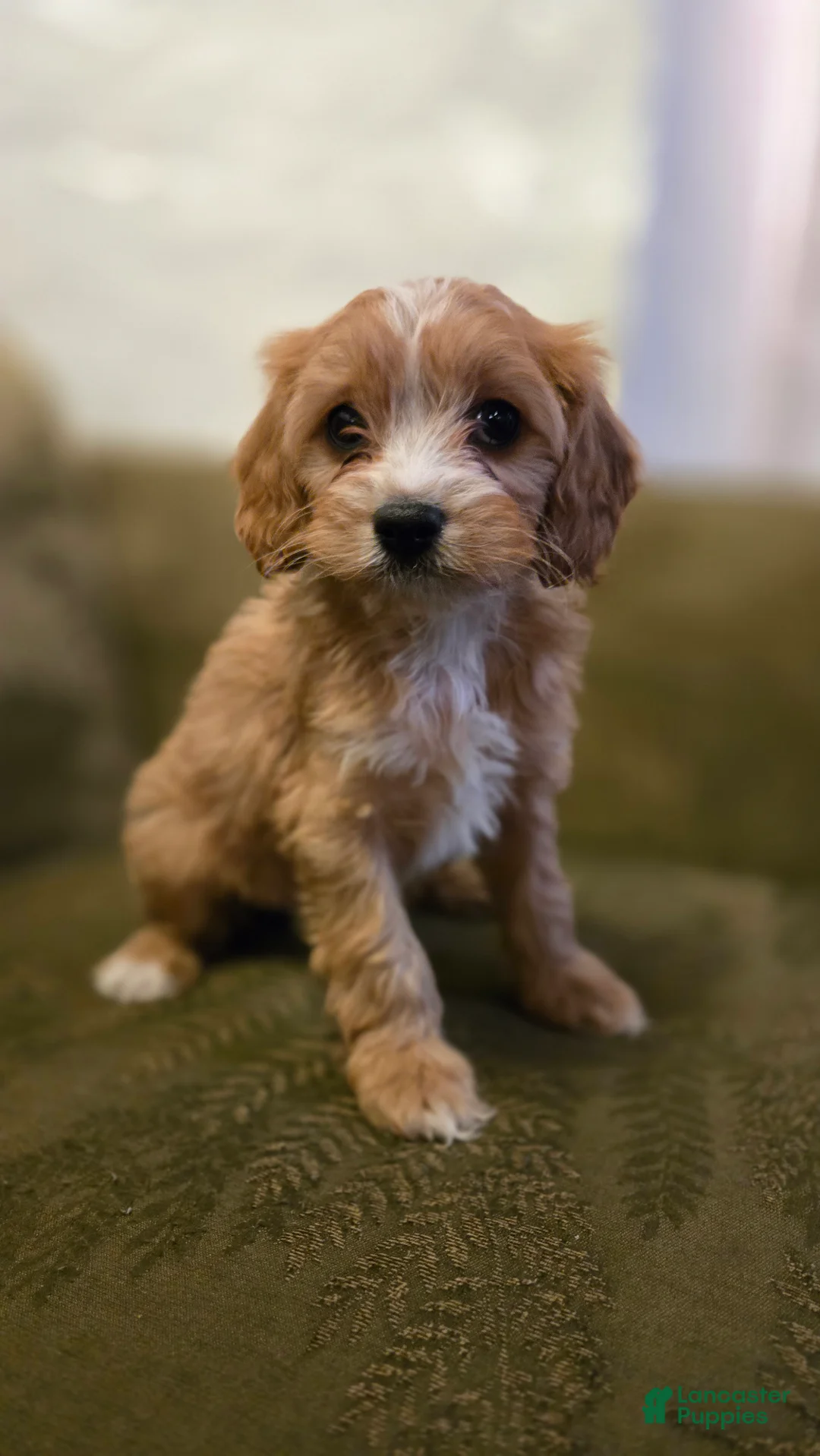 Cavapoo dogs for sale: Willow - Ad 2