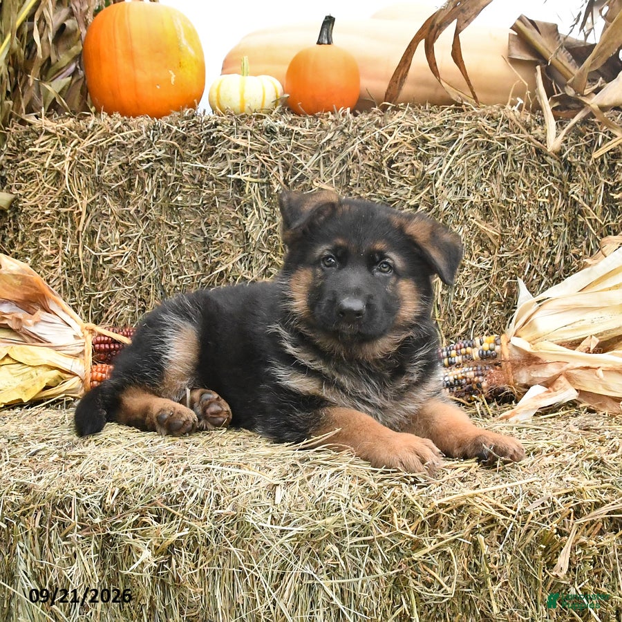 German Shepherd dogs Lana - Ad 1