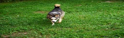 Pomsky dogs for sale: Presley - Small Girl - Ad 3