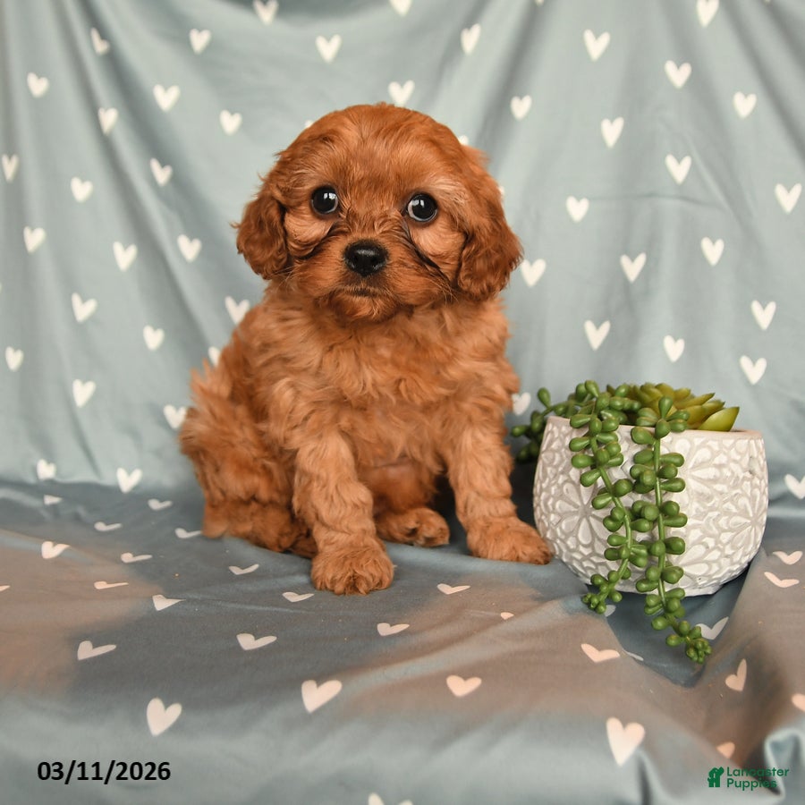 Cavapoo dogs for sale: Barbie - Ad 1