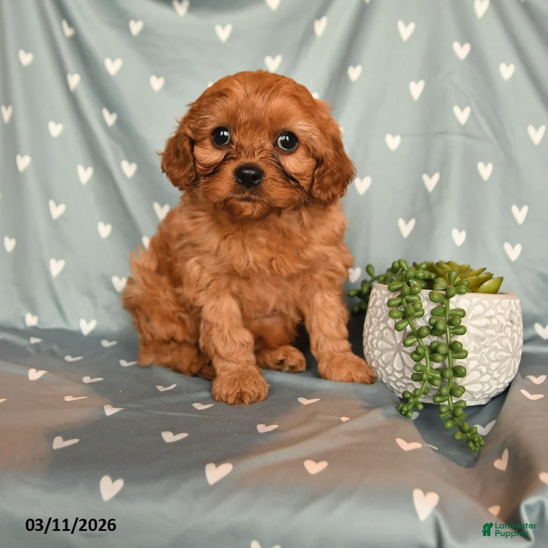 Cavapoo dogs for sale: Barbie - Ad 1