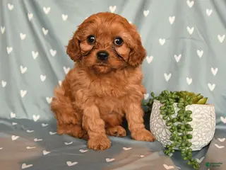 Cavapoo dogs for sale: Barbie - Ad 1