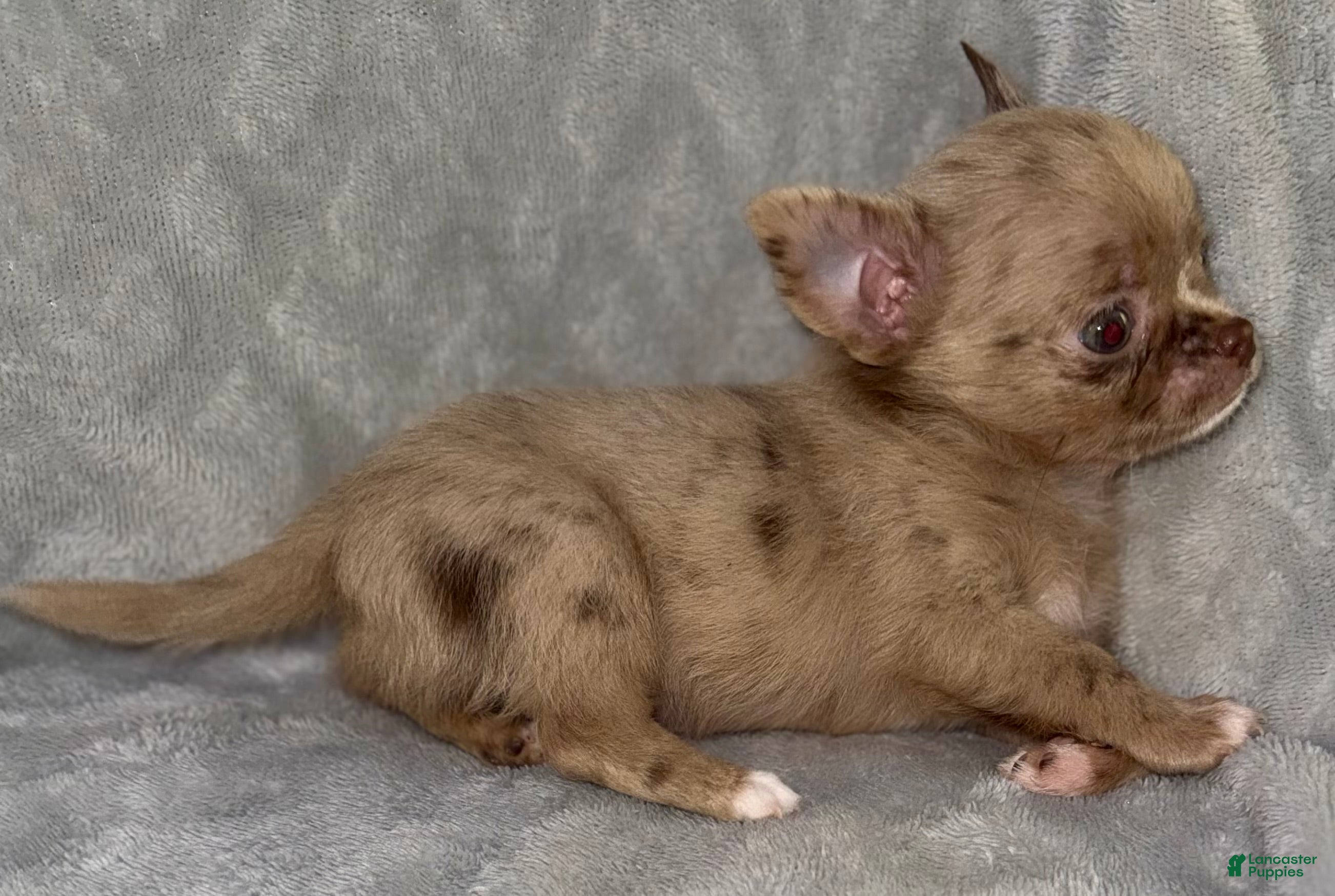 Chihuahua dogs Merle  - Ad 1