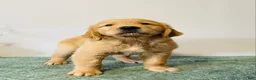 Golden Retriever dogs for sale: Max - Ad 2