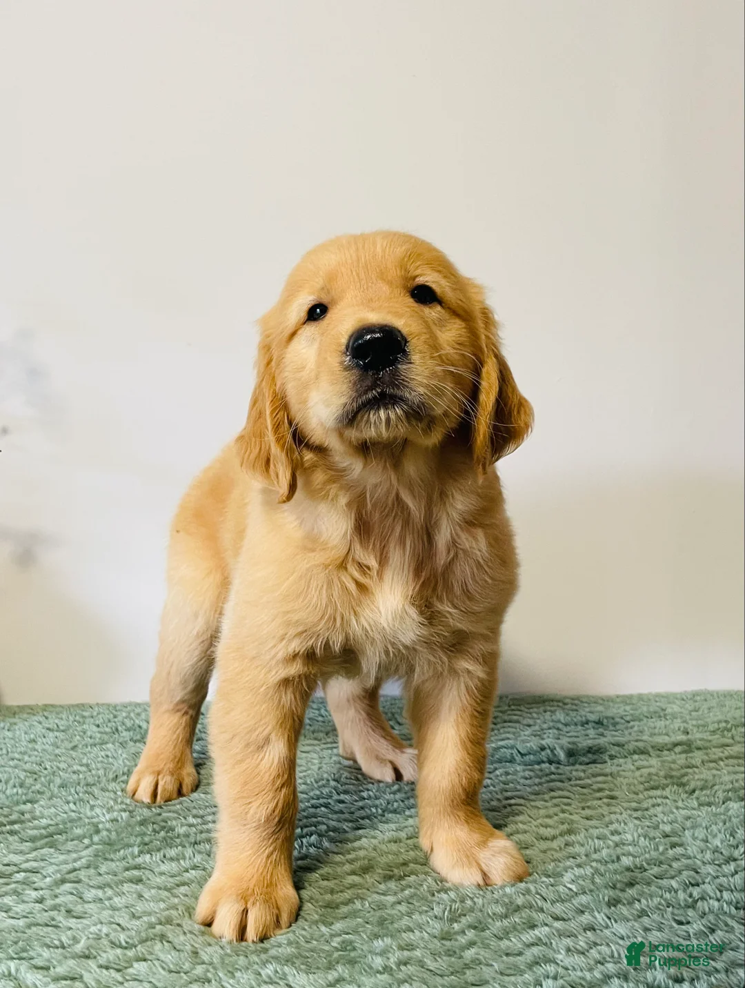 Golden Retriever dogs for sale: Max - Ad 2