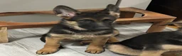 German Shepherd dogs for sale: Apollo  - Ad 1