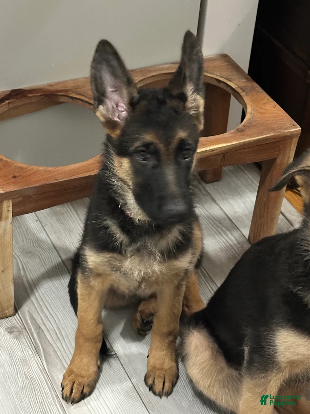 German Shepherd dogs for sale: Apollo  - Ad 1