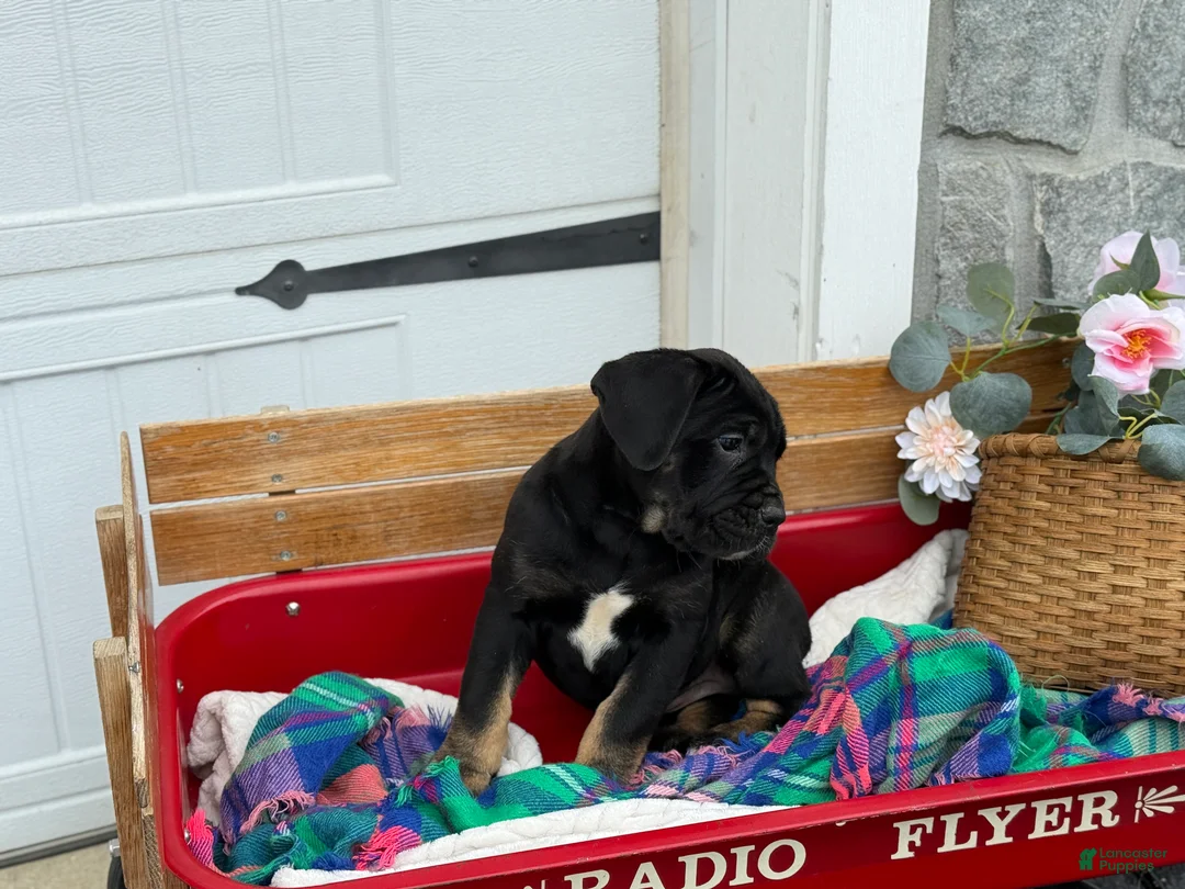 Cane Corso dogs for sale: Alisha - Ad 6