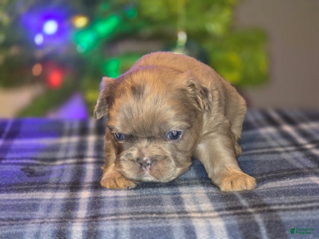 French Bulldog dogs for sale: Male 2 - Ad 3