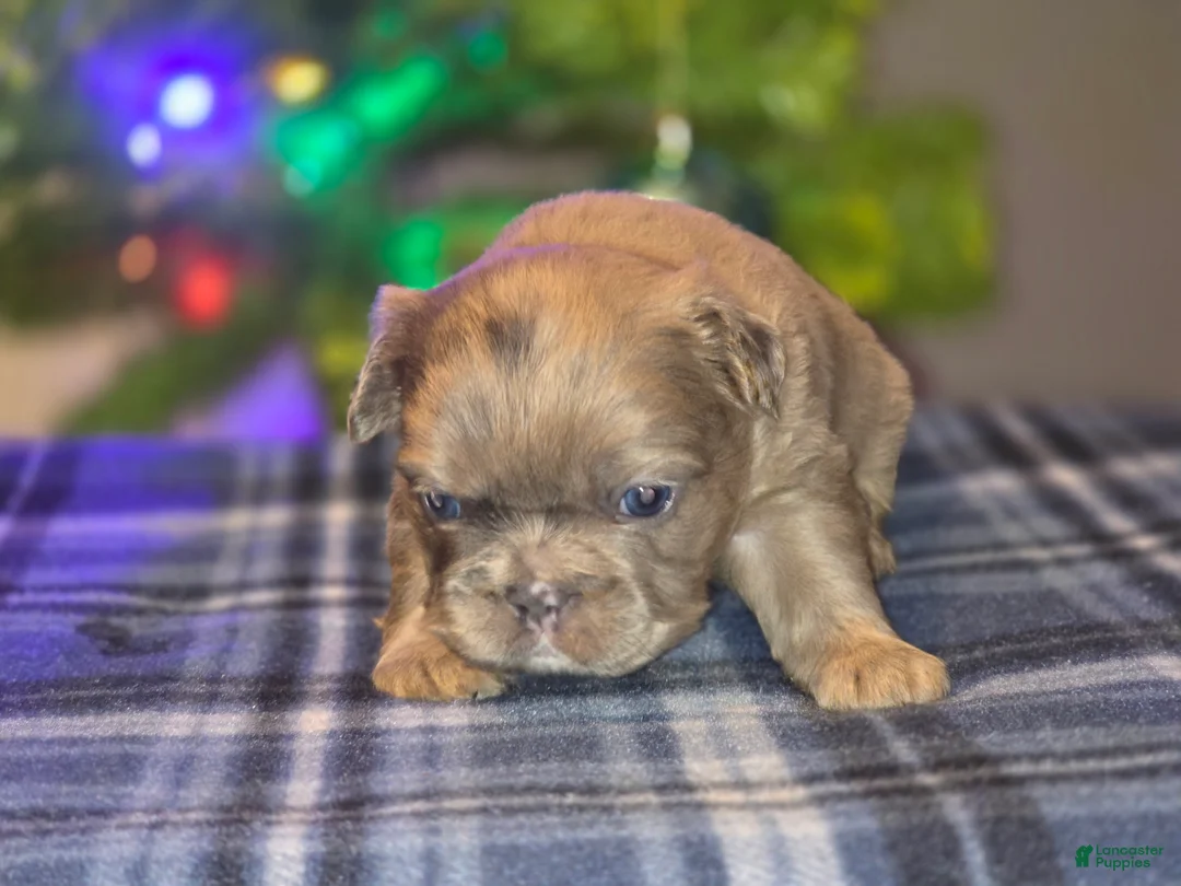 French Bulldog dogs for sale: Male 2 - Ad 3