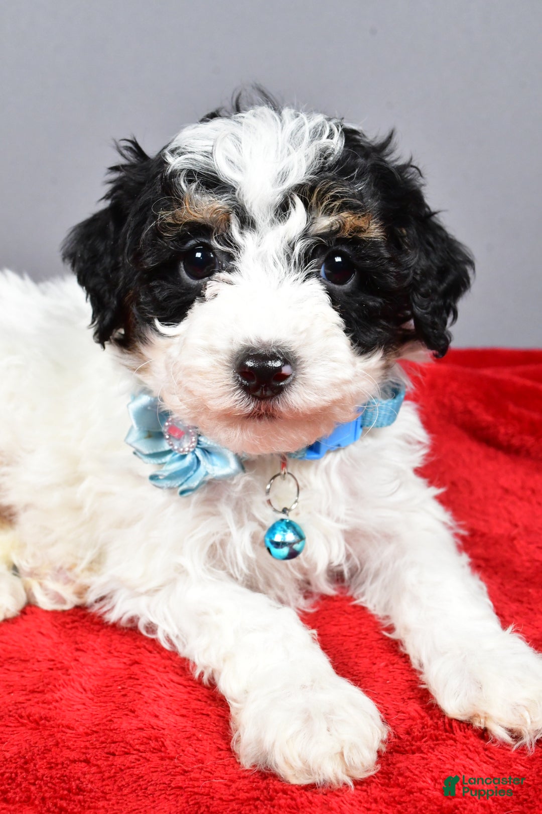 Miniature Poodle dogs for sale: Abby - Ad 7
