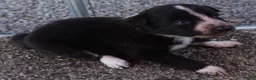Border Collie dogs for sale: ROXY - Ad 5