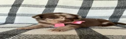 Mixed Breed dogs for sale: Jade - Ad 4