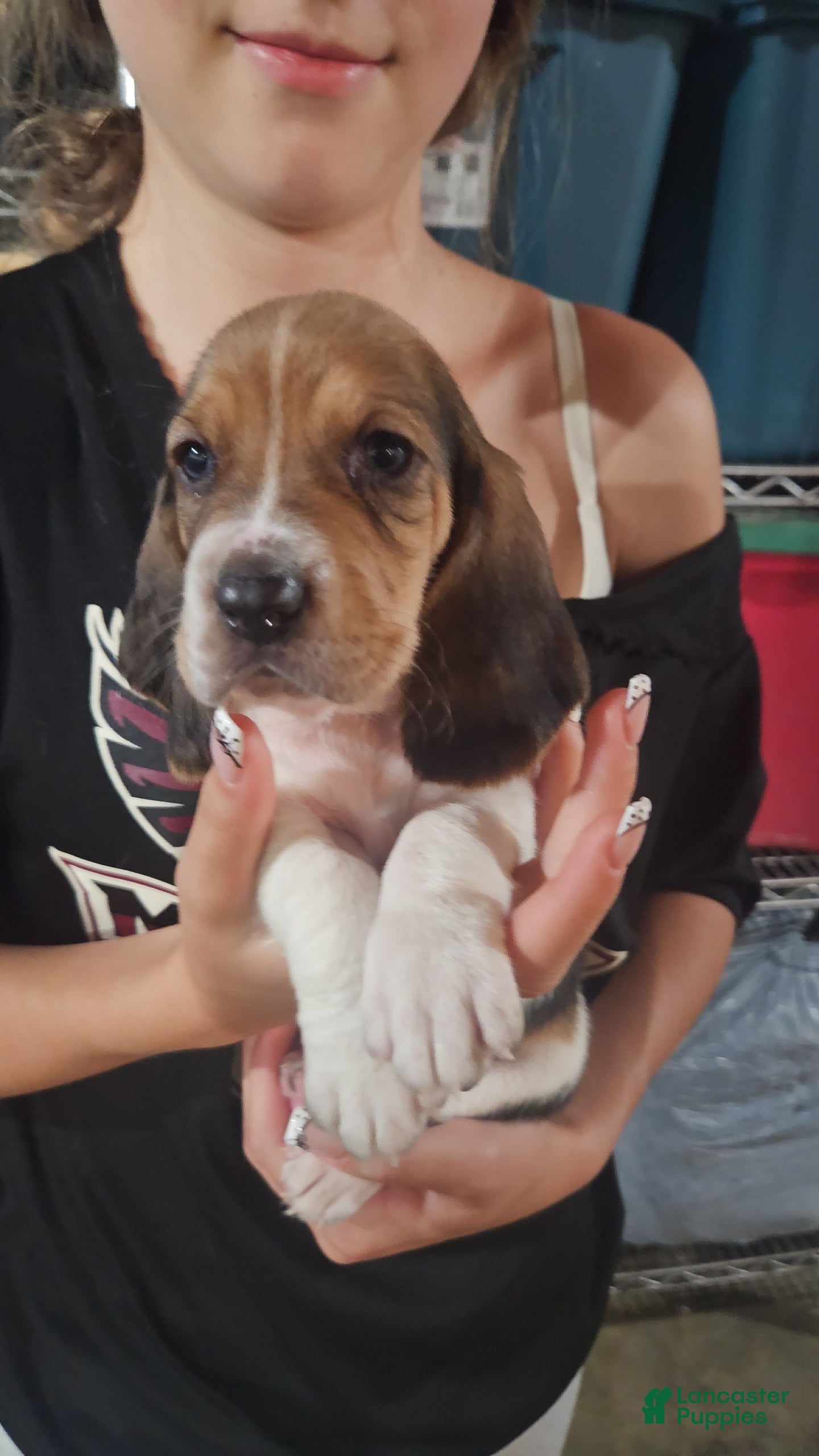 Basset Hound dogs Vegas - Ad 18