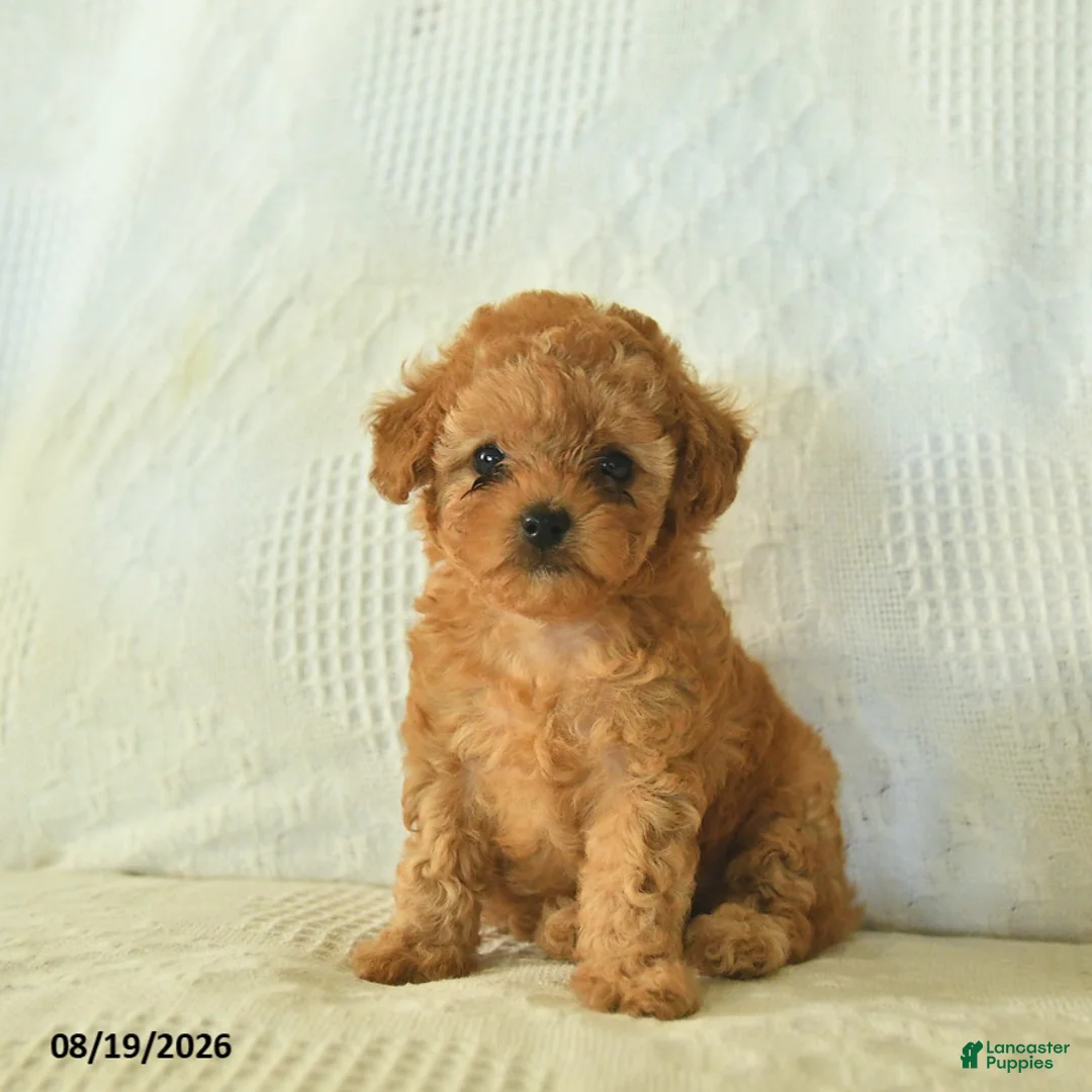 Toy Poodle dogs for sale: Moonbeam  - Ad 2
