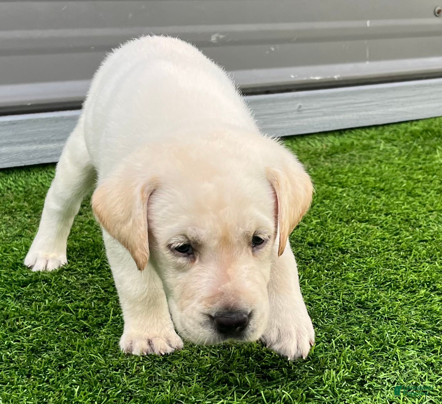 Labrador Retriever dogs Naan White Female - Ad 2