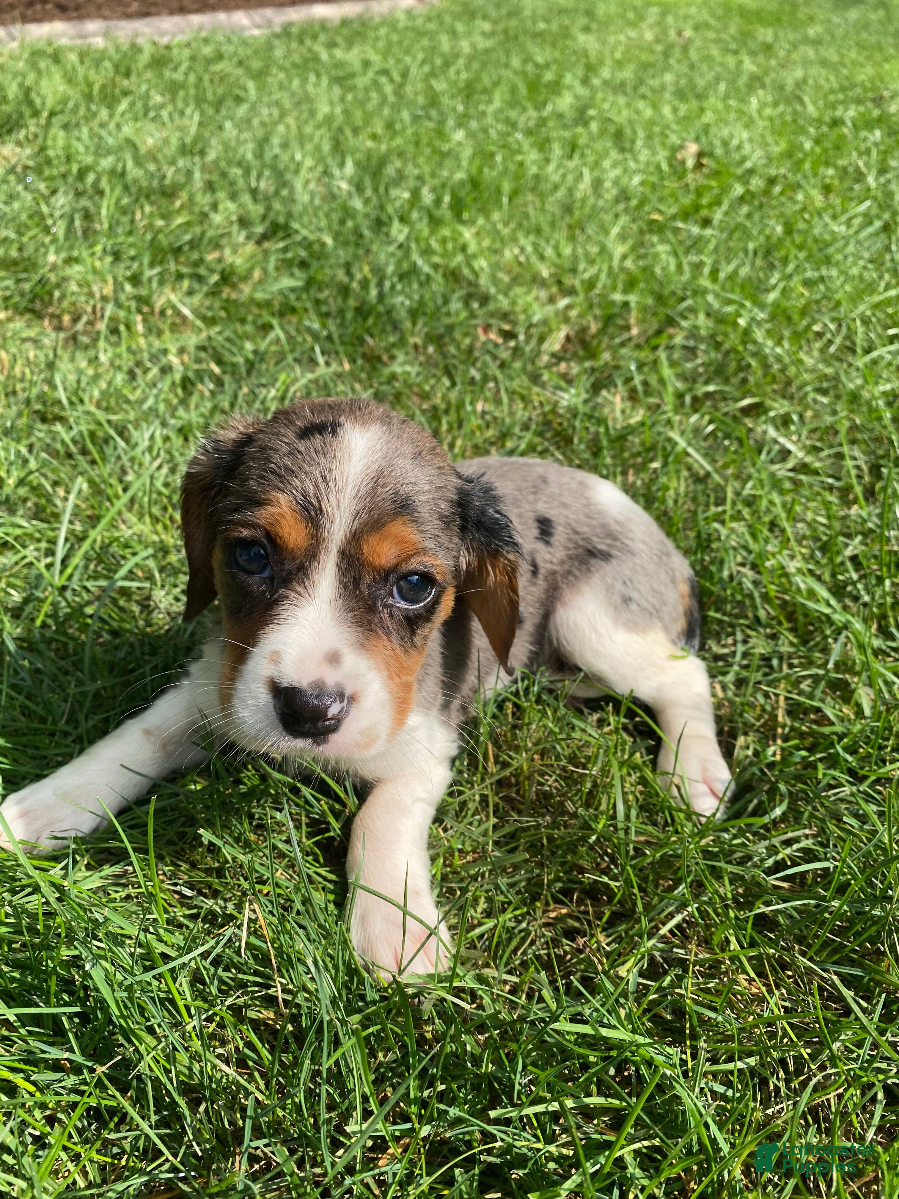 Beaglier dogs Ashlyn - Ad 2