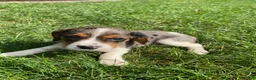 Beaglier dogs for sale: Ashlyn - Ad 2