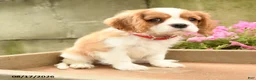 Cavalier King Charles Spaniel dogs for sale: Avery - Ad 5