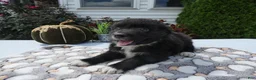 Mixed Breed dogs for sale: Mixed Breed 7 Jaime - Ad 4