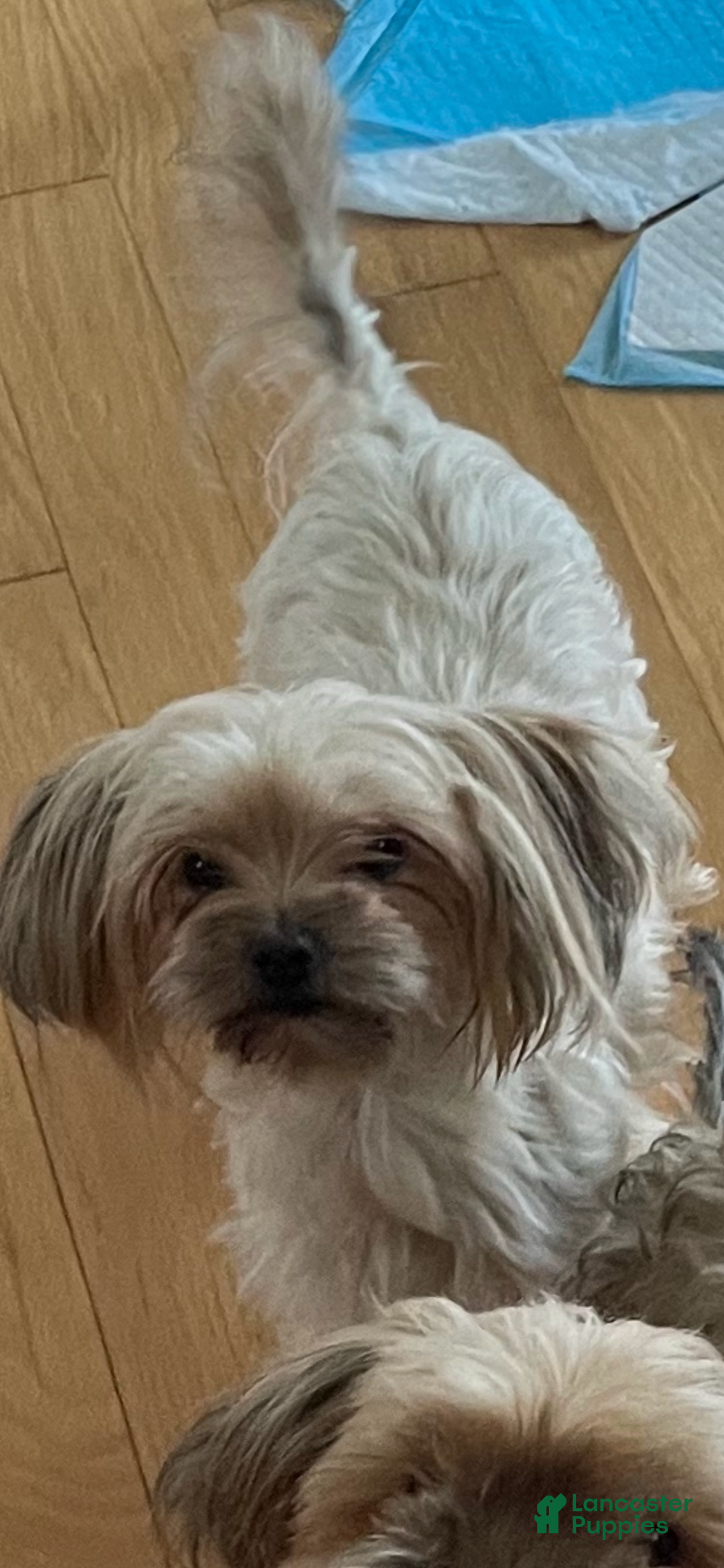 Yorkshire Terrier dogs for sale: Pet 2 - Ad 4