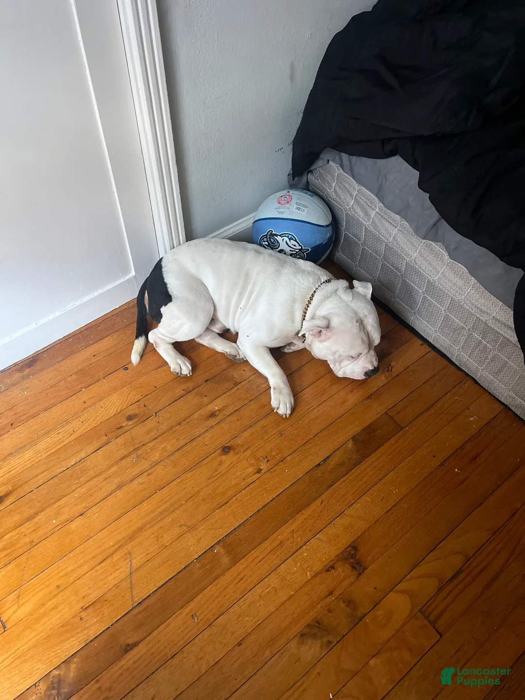 Mixed Breed dogs for sale: Mixed Breed Puppy 1 - Ad 2