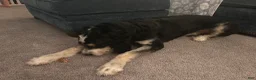Bernedoodle dogs for sale: Indiana Jones - Ad 5