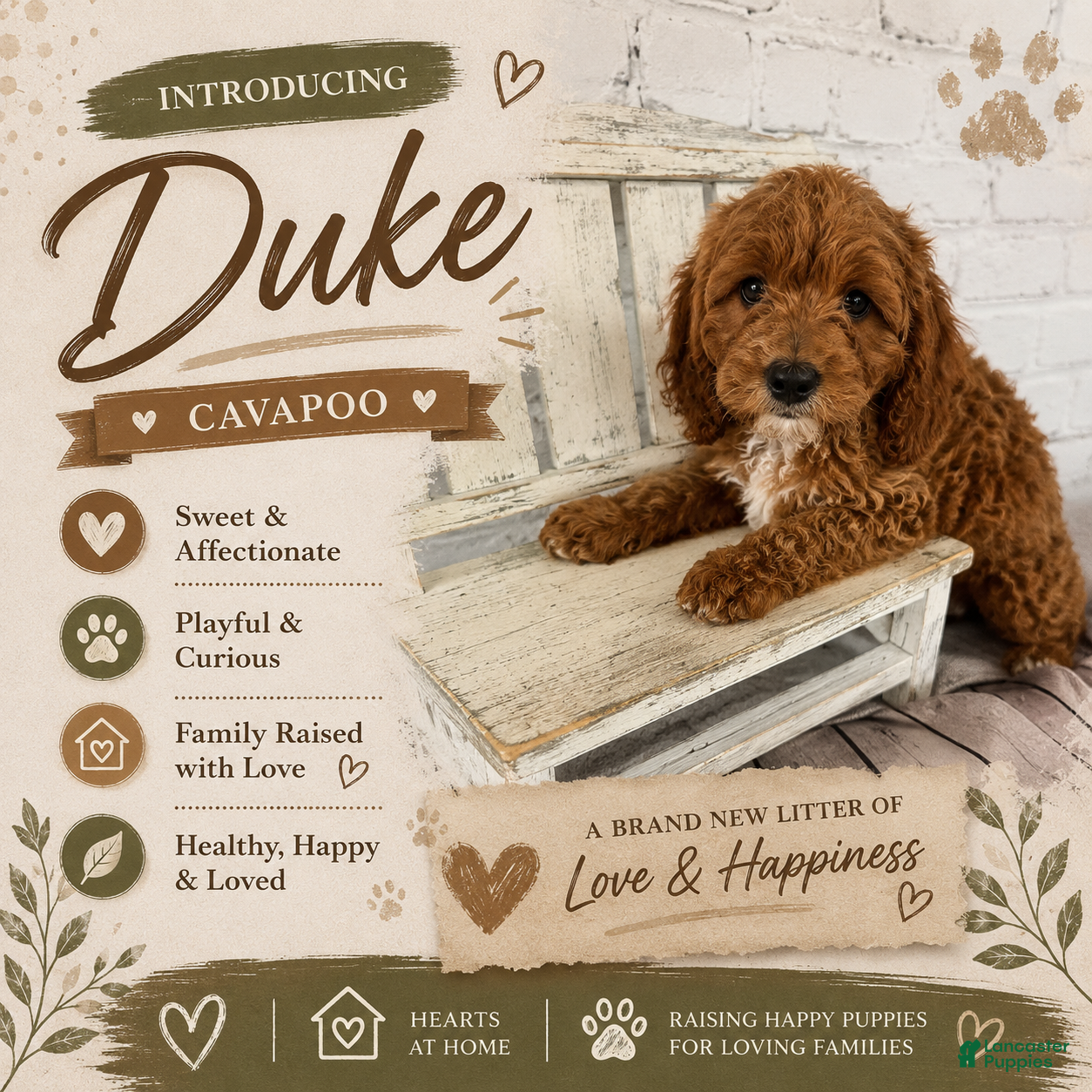 Cavapoo dogs Duke - Ad 1