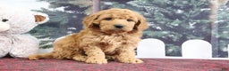 Mini Goldendoodle dogs for sale: Lindsey - Ad 1