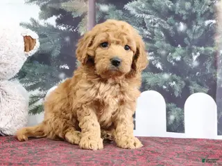 Mini Goldendoodle dogs Lindsey - Ad 20