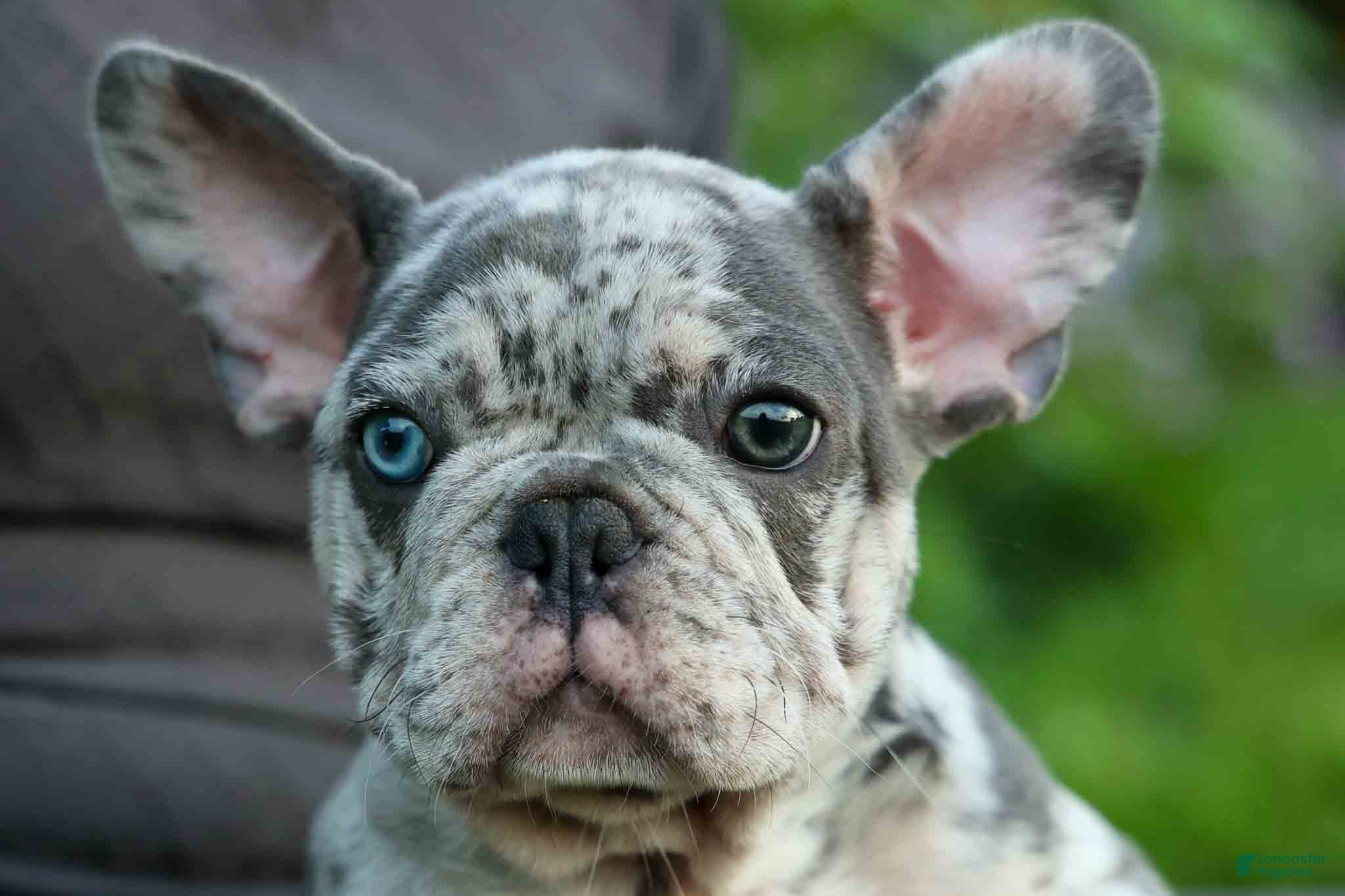 French Bulldog dogs 🐾 Magnes - Ad 2
