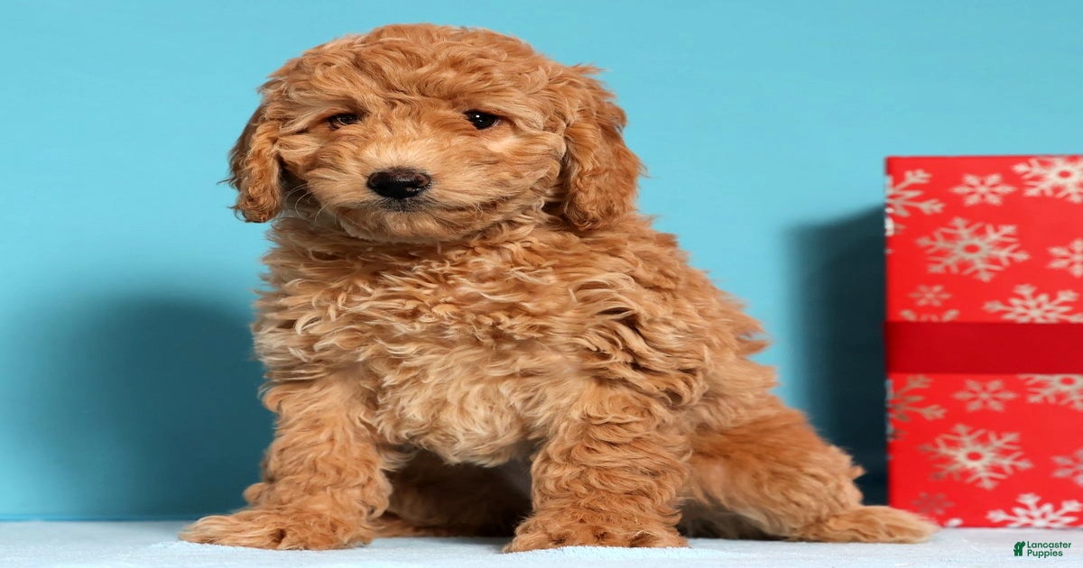 Daphne for sale in Fresno | Lancaster Puppies