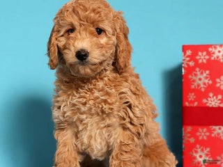 Cockapoo dogs Daphne - Ad 13