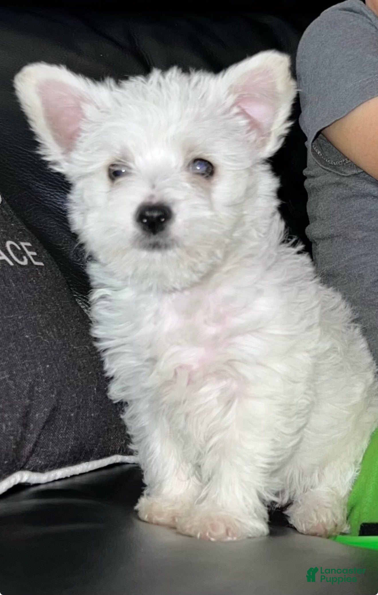 Mixed Breed dogs Mixed Breed Puppy 2 - Ad 40