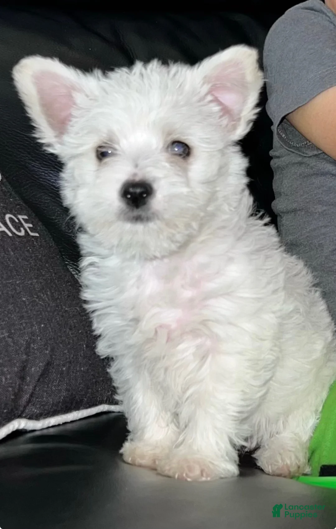 Mixed Breed dogs for sale: Mixed Breed Puppy 2 - Ad 1