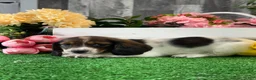 Miniature Dachshund dogs for sale: Dominic - Ad 5