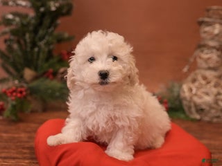 Bichpoo dogs Oh - Ad 38