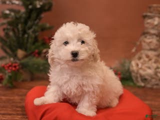 Bichpoo dogs Oh - Ad 35